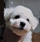 Bionek - Bichon Fris