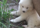 zdrav Samoyed tata,