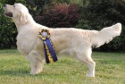 Golden retriever s PP - tata /zlat retrvr/