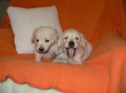 Golden retriever s PP - tata /zlat retrvr/