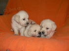 Golden retriever s PP - tata /zlat retrvr/