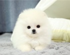 Sable a bl Pomeranian tata