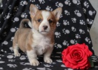 vesel elmy welsh corgi