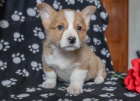 vesel elmy welsh corgi