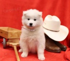 atraktivn samoyed tata