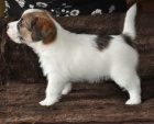 Jack Russell terrier s PP