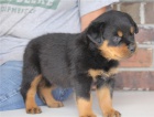 Rodokmen Rottweiler tata