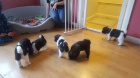 Akita-inu štěňata na prodej