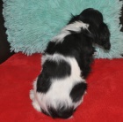 King charles spaniel s pp