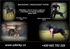 Francouzsk ovk - beauceron