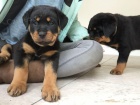 Rottweiler štěňata na prodej s rodokmenem