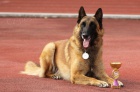 Belgick ovk Malinois