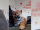 Shiba-Inu štěně