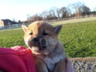 Shiba-Inu štěně