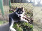 Sibiřské husky štěňata k dispozici