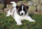 Akita �t��ata pro adopci,