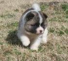 Akita �t��ata pro adopci,