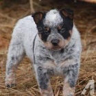 Australsk� dobyt�� pes �t��ata pro adopci,