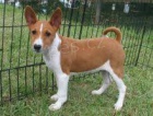 Basenji �t��ata pro adopci,
