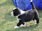 Bearded Collie �t��ata pro p�ijet�,