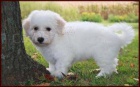 Bichon Frise �t��ata pro p�ijet�,