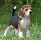 Anglick� Foxhound �t��ata pro adopci,