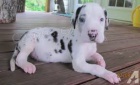 �t��ata Great Dane pro adopci,