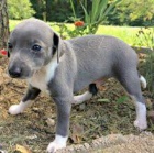 �v�carsk� �v�carsk� sala�nick� �t���tka pro adopci,