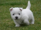 West Highland White Terrier �t��ata pro adopci,