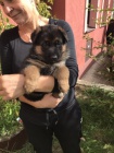 Nemecký ovcák Štenata na prodej.