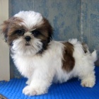 Štenátka SHIH-TZU s PP