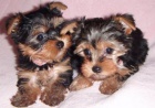 Rozkošná Yorkie štěňata