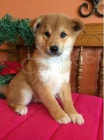 cuccioli di shiba in qui 