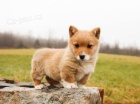 Pembroke Welsh Corgi štěně