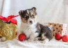 Veselá velština Corgi (Pembroke) Štěňata