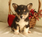 Rozkošná velština Corgi (Pembroke) Štěňata