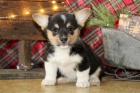 Milující velšské Corgi (Pembroke) Štěňata