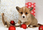 Rozkošná velština Corgi (Pembroke) Štěňata