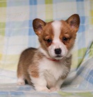 Rodina vychovává velšské Corgi (Pembroke) Štěňata