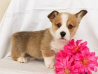 Krásné velšské Corgi (Pembroke) Štěňata