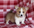 Přátelské velšské Corgi (Pembroke) Štěňata