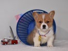 Rozkošná velština Corgi (Pembroke) Štěňata