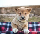 Roztomil tata Shiba Inu