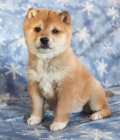 Sladk tata Shiba Inu