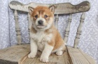 Krsn tata Shiba Inu