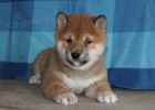 Nadchan tata Shiba Inu