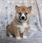 Mil tata Shiba Inu