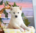 Milujc tata Shiba Inu