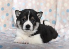 Mil tata Shiba Inu