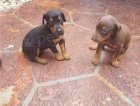dobře připravená štěňátka Dobermanna připravena